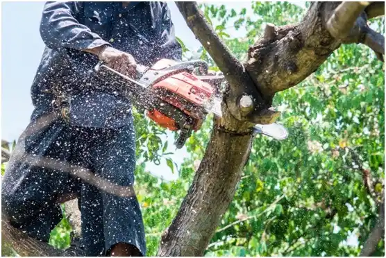 tree services Varnville